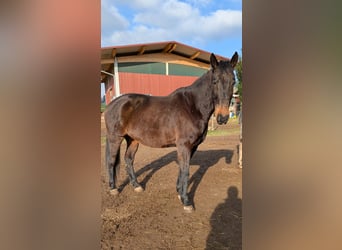 Cheval de sport irlandais, Hongre, 12 Ans, 169 cm, Bai