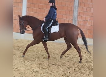 Cheval de sport irlandais, Hongre, 12 Ans, 172 cm, Alezan brûlé