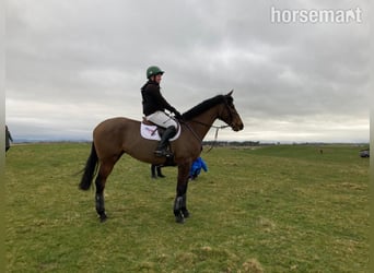 Cheval de sport irlandais, Hongre, 12 Ans, 175 cm, Bai cerise