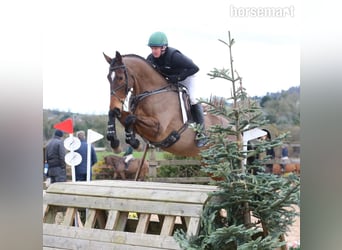 Cheval de sport irlandais, Hongre, 12 Ans, 175 cm, Bai cerise