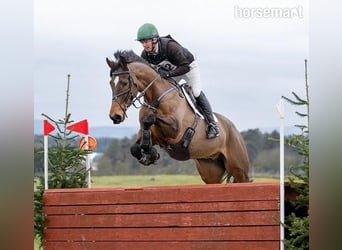 Cheval de sport irlandais, Hongre, 12 Ans, 175 cm, Bai cerise