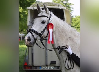 Cheval de sport irlandais, Hongre, 13 Ans, 162 cm, Gris