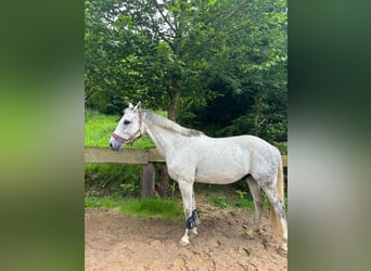 Cheval de sport irlandais, Hongre, 14 Ans, 165 cm, Rouan bleu