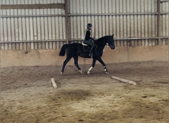 Cheval de sport irlandais, Hongre, 15 Ans, 168 cm