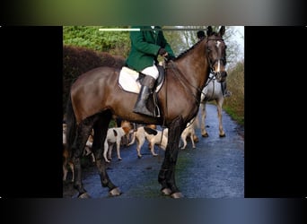 Cheval de sport irlandais, Hongre, 15 Ans, 170 cm, Bai cerise