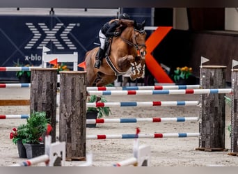 Cheval de sport irlandais, Hongre, 15 Ans, Alezan