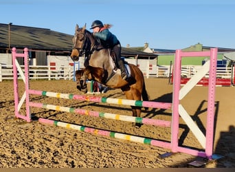 Cheval de sport irlandais, Hongre, 16 Ans, 148 cm, Bai