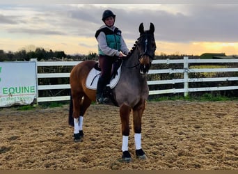 Cheval de sport irlandais, Hongre, 16 Ans, 148 cm, Bai