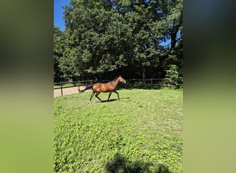 Cheval de sport irlandais, Hongre, 16 Ans, 156 cm, Bai