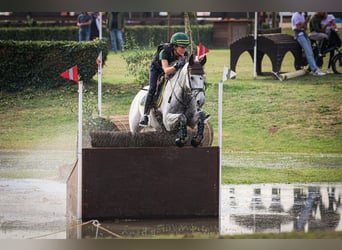 Cheval de sport irlandais, Hongre, 16 Ans, 160 cm, Gris moucheté