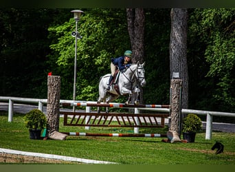 Cheval de sport irlandais, Hongre, 16 Ans, 160 cm, Gris moucheté