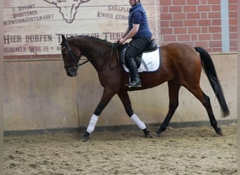 Cheval de sport irlandais, Hongre, 16 Ans, 163 cm