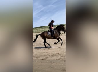 Cheval de sport irlandais, Hongre, 16 Ans, 165 cm, Bai