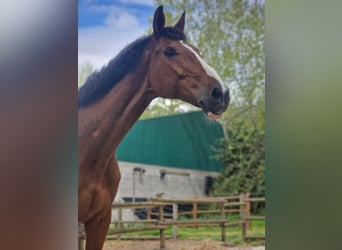 Cheval de sport irlandais, Hongre, 16 Ans, 165 cm, Bai