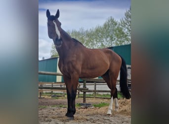 Cheval de sport irlandais, Hongre, 16 Ans, 165 cm, Bai