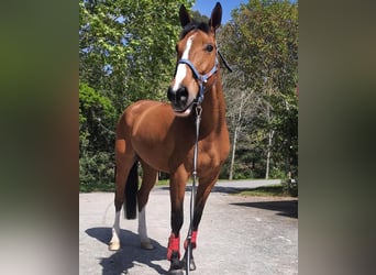 Cheval de sport irlandais, Hongre, 16 Ans, 165 cm, Bai