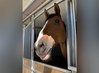 Cheval de sport irlandais, Hongre, 16 Ans, 165 cm, Bai