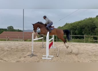 Cheval de sport irlandais, Hongre, 16 Ans, 165 cm, Bai