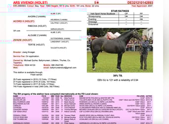 Cheval de sport irlandais, Hongre, 16 Ans, 165 cm, Bai