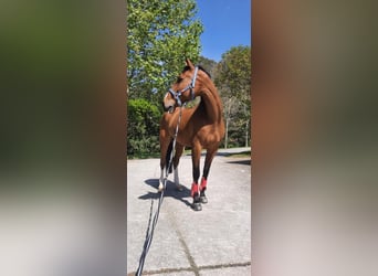 Cheval de sport irlandais, Hongre, 16 Ans, 165 cm, Bai