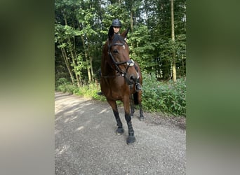 Cheval de sport irlandais, Hongre, 17 Ans, 165 cm, Bai