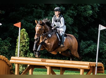 Cheval de sport irlandais, Hongre, 20 Ans, 170 cm, Bai