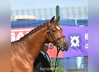 Cheval de sport irlandais, Hongre, 2 Ans, 163 cm, Bai