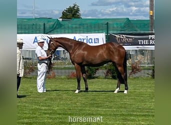 Cheval de sport irlandais, Hongre, 2 Ans, 163 cm, Bai