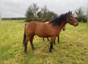Cheval de sport irlandais, Hongre, 3 Ans, 163 cm, Bai Cheval de sport irlandais, Hongre, 3 Ans, 163 cm, Bai