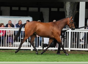 Cheval de sport irlandais, Hongre, 3 Ans, 165 cm, Bai cerise