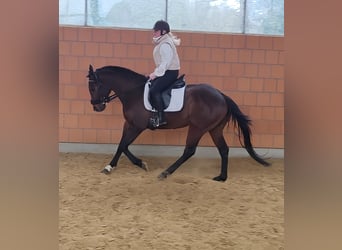 Cheval de sport irlandais, Hongre, 3 Ans, 165 cm, Bai