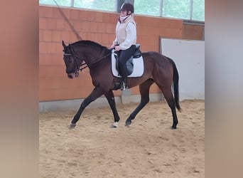 Cheval de sport irlandais, Hongre, 3 Ans, 165 cm, Bai