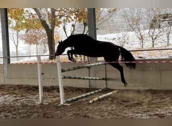 Cheval de sport irlandais, Hongre, 3 Ans, 166 cm, Bai