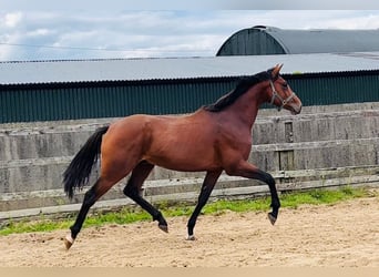Cheval de sport irlandais, Hongre, 3 Ans, 166 cm, Bai