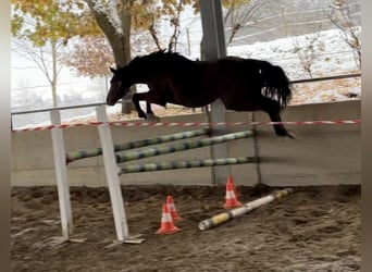 Cheval de sport irlandais, Hongre, 3 Ans, 166 cm, Bai