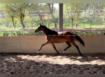 Cheval de sport irlandais, Hongre, 3 Ans, 166 cm, Bai
