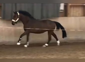 Cheval de sport irlandais, Hongre, 3 Ans, 166 cm, Bai