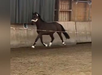 Cheval de sport irlandais, Hongre, 3 Ans, 166 cm, Bai