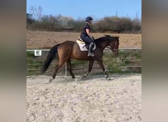 Cheval de sport irlandais, Hongre, 3 Ans, 166 cm, Bai