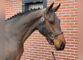 Cheval de sport irlandais, Hongre, 3 Ans, 166 cm, Bai