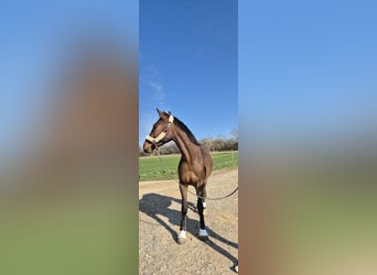 Cheval de sport irlandais, Hongre, 3 Ans, 166 cm, Bai