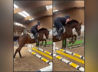 Cheval de sport irlandais, Hongre, 3 Ans, 166 cm, Bai