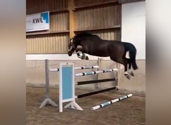 Cheval de sport irlandais, Hongre, 3 Ans, 166 cm, Bai