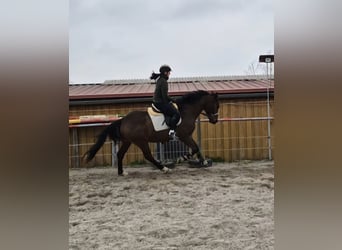 Cheval de sport irlandais, Hongre, 3 Ans, 166 cm, Bai