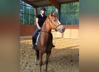 Cheval de sport irlandais, Hongre, 3 Ans, 168 cm, Alezan
