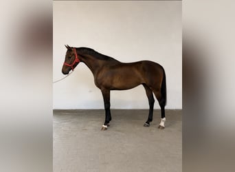 Cheval de sport irlandais, Hongre, 3 Ans, 168 cm, Bai brun
