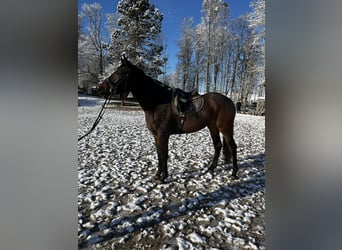 Cheval de sport irlandais, Hongre, 3 Ans, 170 cm, Bai