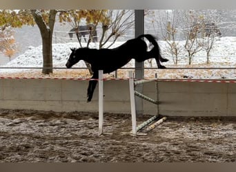 Cheval de sport irlandais, Hongre, 3 Ans, 170 cm, Bai