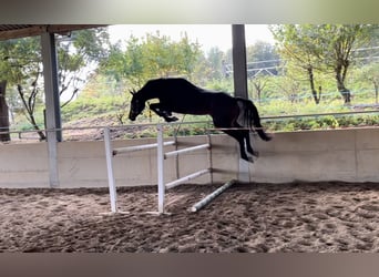 Cheval de sport irlandais, Hongre, 3 Ans, 170 cm, Bai
