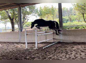 Cheval de sport irlandais, Hongre, 3 Ans, 170 cm, Bai